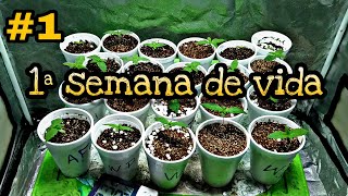 1 SEMANA DE VIDA, GUIA DE CULTIVO INDOOR, CANNABIS MEDICINAL