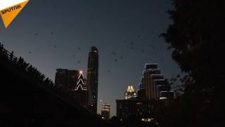 Thousands Of Bats Flying From Under Congress Avenue Bridge