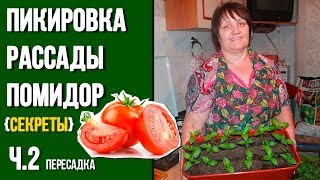 Пикирование рассады помидор, перцев!