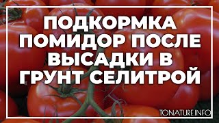 Подкормка помидор после высадки в грунт селитрой | toNature.Info