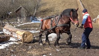 Caii lui Dudu de la Campulung Moldovensc, Bucovina - 2019