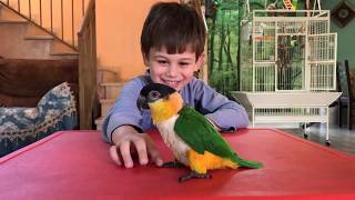 Parrot caique Martin play with my son Leon / Попугай каик Мартин играет с Леоном на столе