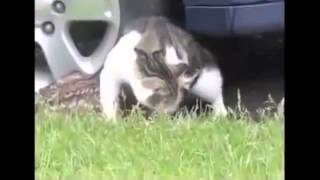 Кошка с оленёнком