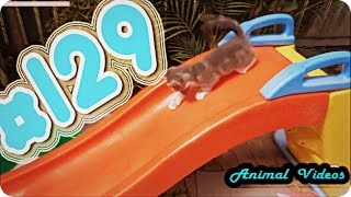 Приколы с животными №129 Кошки катаются с горки Смешные животные Animal videos