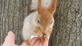 Кормлю много белок / I feed a lot of squirrels