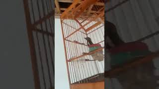 anis kembang gacor#burung #kicaumania