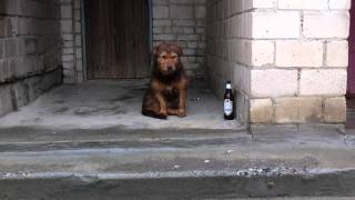 СОБАКА-ЗАСЫПАКА! / Funny sleeping dog