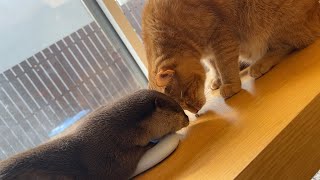 猫が取れないおやつを代わりに取ってあげるカワウソ otter takes a treat that a cat can't get instead.