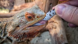 Утилизация хвоста геккона. "Нет тела - нет дела."