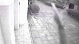 Friendly neighbor lady tosses cat poop in front of our house (hidden camera)