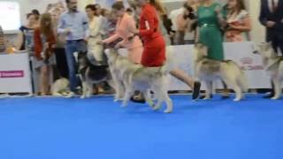 WDS-16, Siberian Huskies, Males/Open Class - Expertises/part 2