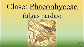 Clase Phaeophyceae (Algas Pardas).BIOPEDIA