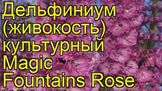 Дельфиниум культурный Роуз Вайт Би. Краткий обзор, описание delphinium cultorum M.F. Rose White Bee