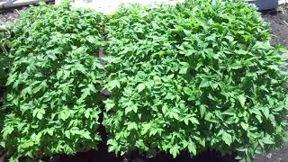 КАК ВЫРАСТИТЬ РАССАДУ НА ПРОДАЖУ? Часть 5 – рассада. 