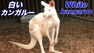 【動物】出生率は１０万分の１ 真っ白な色をしたカンガルー【アルビノ？白変種？】