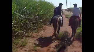 quarto de milha vs appaloosa desgovernado