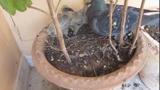 Pigeon Growth Progress/Life Cycle