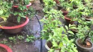 Tưới Nước Sáng Sớm Có Lợi Gì Cho Cây Mai Vàng