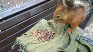 О белках / About squirrels
