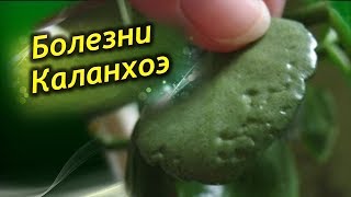 Каланхоэ заболел! Болезни и проблемы выращивания каланхоэ! Как лечить?