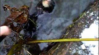 капкан на норку, охота капканами, зимняя охота / hunting traps, trap for mink, winter hunting
