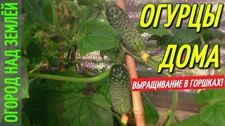 ОГУРЕЧНАЯ СТЕНА/ВЫРАЩИВАНИЕ ОГУРЦОВ ДОМА В ГОРШКАХ.