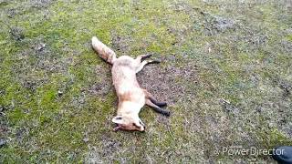 Хорошая охота на лисицу в Крыму с гончими по камышу. fox and wolf hunting in Crimea, Russia.