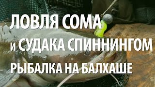 РЫБАЛКА в КАЗАХСТАНЕ на БАЛХАШЕ. ЛОВЛЯ СОМА и СУДАКА СПИННИНГОМ на ДЖИГ