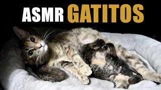 Gatita Primeriza y Sus Bebes | Soy Abuela! ASMR Español