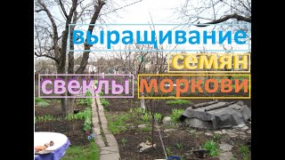 Гроза, Ливень и ГРАД, а я посадил высадки моркови и свеклы