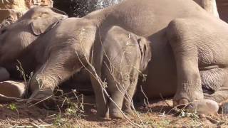 Adorable Baby Elephant Loves Climbing On Mom