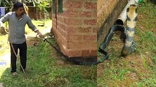||ಭಾರೀ ಗಾತ್ರದ ಕಾಳಿಂಗ ಸರ್ಪ|| King Cobra||