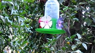 Jardin de los Picaflores - Puerto Iguazú