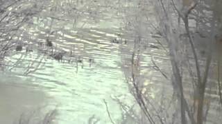 doñana caballos en libertad, garcetas, patos