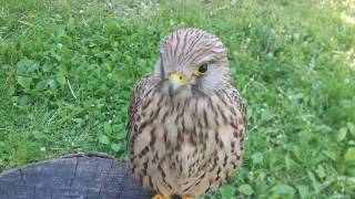Сова Амбер на прогулке, сокол пустельга Мира\Amber owl on a walk, Falcon Kestrel Miryana