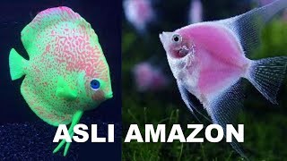 10 Ikan Hias yang Berasal dari Sungai Air Tawar Amazon