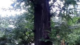 참매미 소리 Cicada Chirping sound