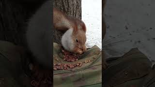 Опять глажу хорошенькую белку / I'm stroking a pretty squirrel again
