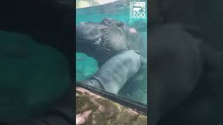 Feisty and Fabulous Baby Hippo Fritz - Cincinnati Zoo #shorts