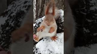 Милая белочка / Cute squirrel