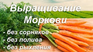 Легкое выращивание МОРКОВИ! БЕЗ СОРНЯКОВ! ПОЛИВА и РЫХЛЕНИЯ!