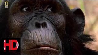 Охота кровожадного охотника Опасные приматы Документальный фильм 2016 National Geographic HD - 6L21