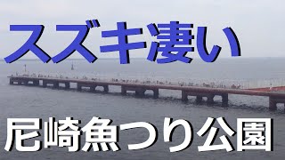 尼崎魚つり公園　水中映像