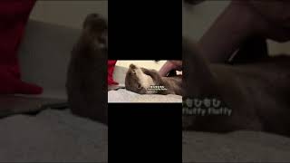 カワウソが飼い主の鼻ををいじり続けた結果、鼻の穴が… otter that keeps tweaking its owner's nose. #shorts