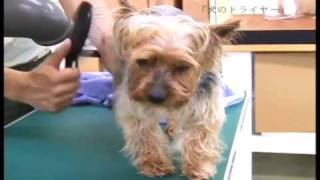 「犬へのラブレターVol.11」ゲスト: 青山ケンネルスクール　澤地弘壮先生