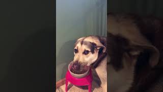 Dog chow