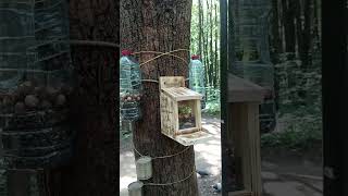 Повесил первую кормушку / Hung up the first feeder