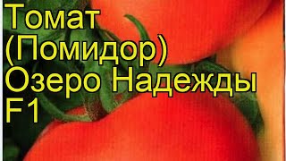 Томат обыкновенный Озеро Надежды Ф1. Краткий обзор, описание характеристик, где купить семена