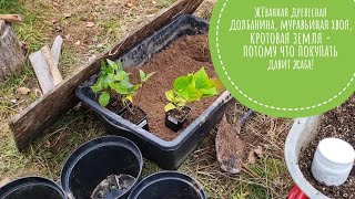 Саженцы метельчатых гортензий из посылки, решаю, куда их деть на зиму. Кошка Морошка хочет на Юг!