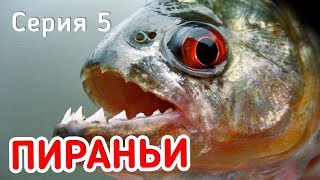 ПИРАНЬИ СЪЕДАЮТ ОКУНЯ! Приключения! Фидерная рыбалка. Серия 5